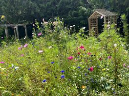 Local wild garden
