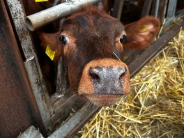 Very well looked after animals available to see in close proximity; very exciting for children.