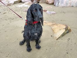 He has had fun on the beach