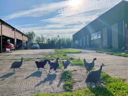 Free roam chickens on site near the barn area.