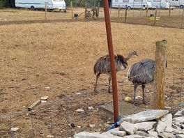 Badly kept animals