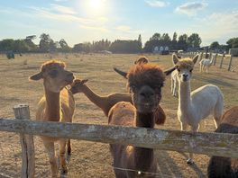 Around 30 alpacas on site
