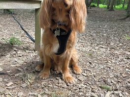 Woody the cavalier loving his time at the huts