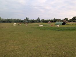 Alpacas