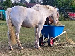Beautiful horse on site