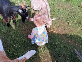 Feeding the goats.