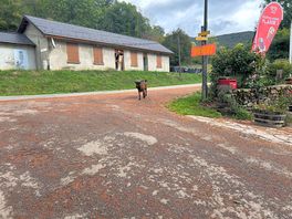 One of the locals that followed us on our walk