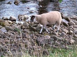 Sheep