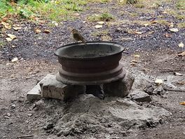 Small robin