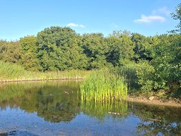 View around the lake side.