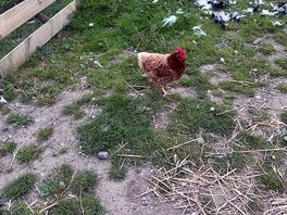 Chicken