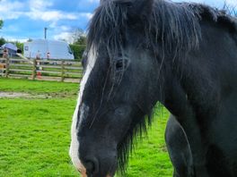 Drift the shire horse