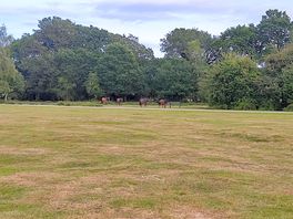 Wild ponies roaming the site