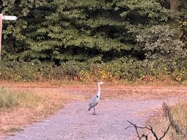 Wildlife close by