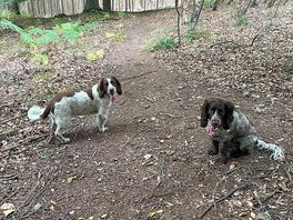 Dogs loving the forest