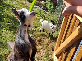 On site goats