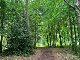 Forrest walks