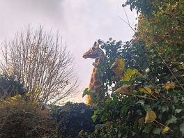 Giraffe on little path walk 🦒