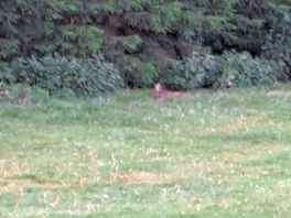 Rabbit