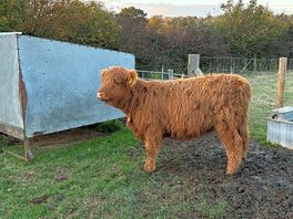 Young highland cattle enjoying the sun