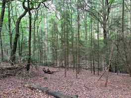 A walk in the woods