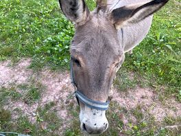 Donkeys