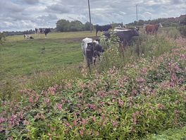 Cows