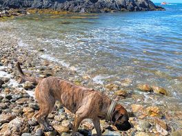 Beach combing
