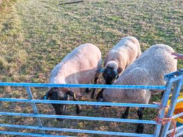 Local animals children can feed