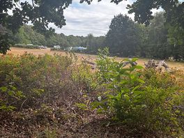 Bench view