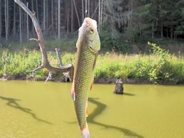 Caught lots of fish