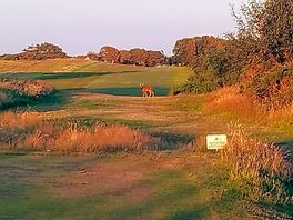 Golf course beside campsite.