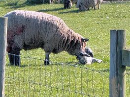 The sheep were a highlight.