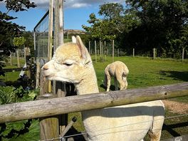 More alpacas