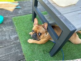 Dog friendly - even if your dog is hiding from the cows haha