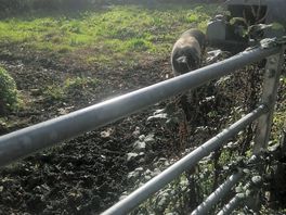 Pet pig