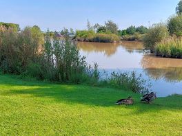 Pond