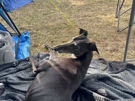 Dog-friendly