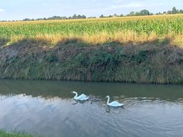 Swans just behind the site