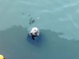 Seals at eyemouth