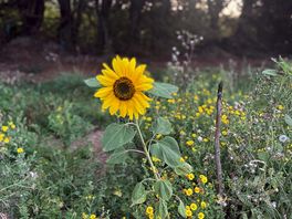 Sunflower at campsite