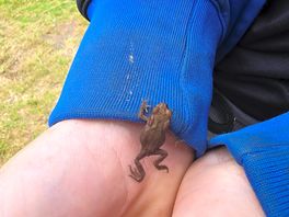 Frog by tent, we put him back in the lake