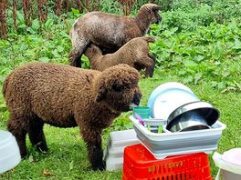 Very friendly sheep