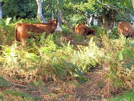 Roaming cows