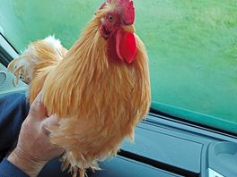 A friendly campsite cockerel