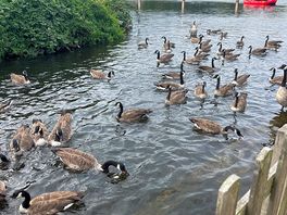 Birds by the rapids