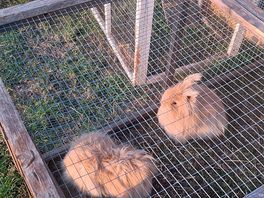 Rabbits