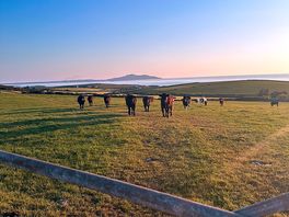 Cows in a nearby field