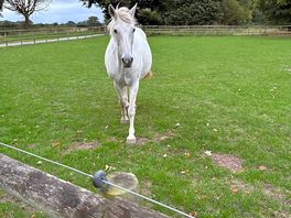 The horse