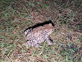Wildlife!